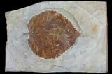 Detailed Fossil Leaf (Davidia) - Glendive, Montana #99342-1